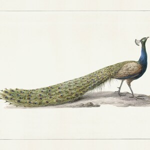 Arte em aquarela de pavão / arte / arte botânica / impressão artística / arte de pássaro / arte de pavão / impressão de arte de pássaro / decoração de parede / arte imagem 2