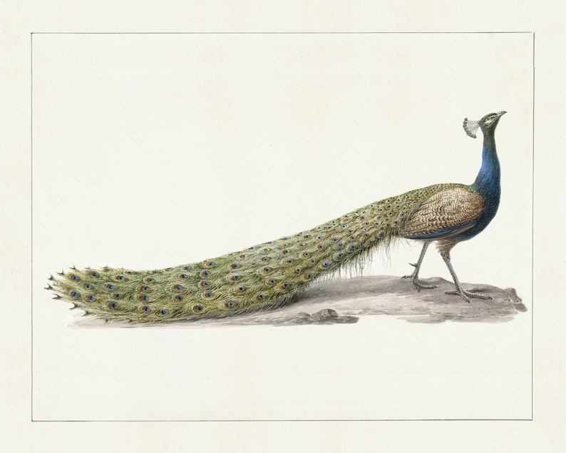 Arte em aquarela de pavão / arte / arte botânica / impressão artística / arte de pássaro / arte de pavão / impressão de arte de pássaro / decoração de parede / arte imagem 2