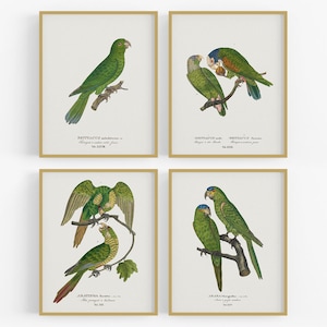 Brazilian Tropical Parrot Art Prints - Set of Four