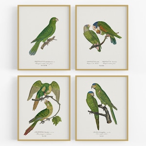 Set of Four Brazilian Parrot Art Prints / Vintage Bird Art / Bird Art / Botanical Art / Tropical Art / Tropical Bird Art / Parrot Art / Art