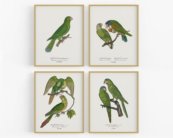 Set of Four Brazilian Parrot Art Prints / Vintage Bird Art / Bird Art / Botanical Art / Tropical Art / Tropical Bird Art / Parrot Art / Art