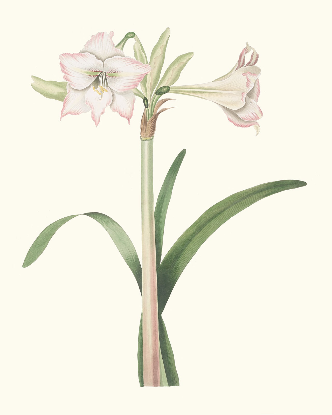 Set of Four Lily Flower Botanical Art Prints / Vintage Flower | Etsy