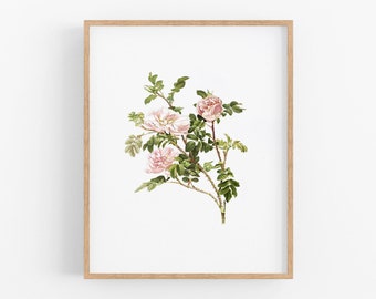 Pink rose flower botanical art print / vintage print / botanical print / rose art / flower art / wall decor / botanical art / art / wall art