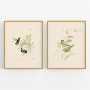 Watercolor Bird Sketch Art Prints - Set of Two / Hummingbird Art /  Bird Art / Botanical Art / Wall Decor / Nursery Art / Bird Art