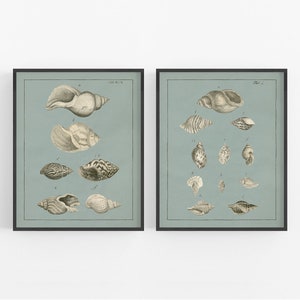 Seashells on Blue Beach Coastal Decor Art Prints - Set of Two