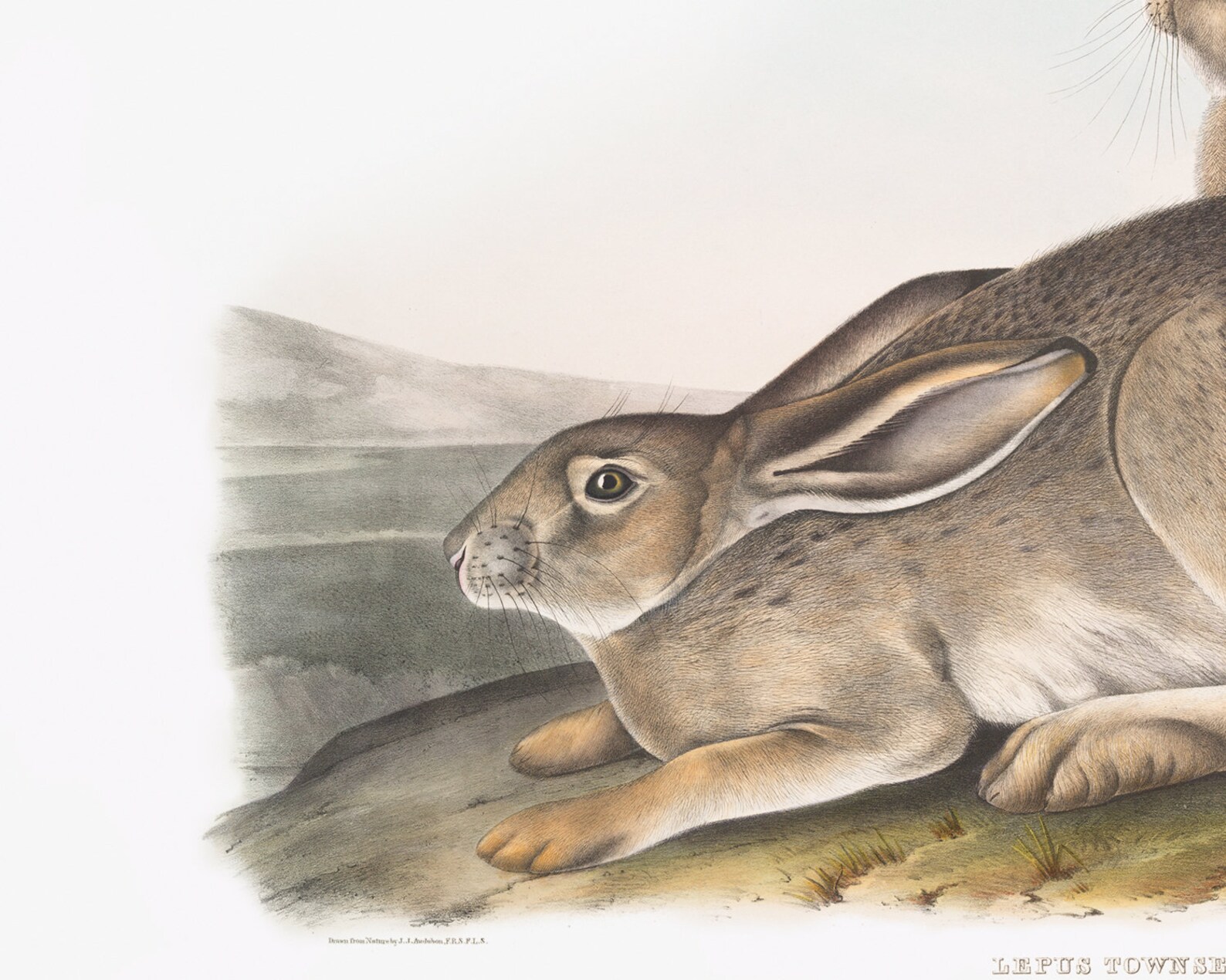 Audobon Bunny Art Print 1 / Bunny Art / Children's Art / - Etsy