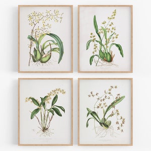 Set of Four Orchid Flower Botanical Prints / Vintage Print / Botanical Prints / Orchid Print / Flower Art / Wall Decor / Tropical Art