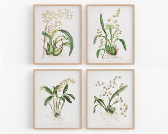 Wedding gift Orchid plants Floral Wall Art Antique Orchid Prints set of three Tropical Flowers Botanical Floral illustrations