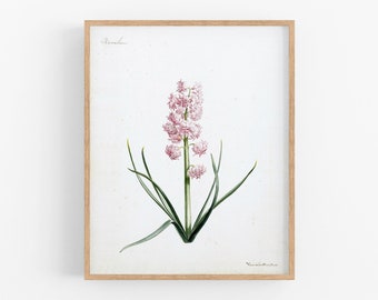 Pink hyacinth flower botanical watercolor print / botanical art / flower art / vintage flower art / wall decor / vintage botanical art