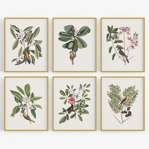 Carolina Bird Botanical Art Prints - Set of Six
