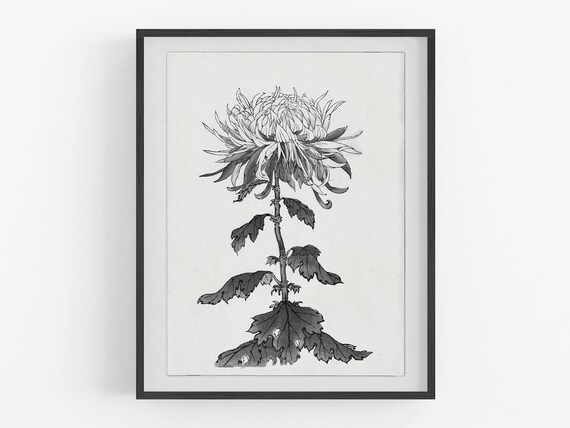 Japanese B&W Chrysanthemum Flower Woodcut Art Print - Etsy 日本