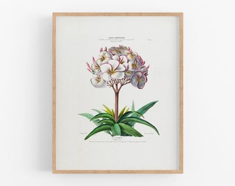 Pink plumeria flower botanical print / vintage art / botanical print / art print / tropical art / flower art / wall decor / farmhouse decor