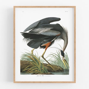 Audubon blue heron art print / bird art / vintage bird art / beach watercolor / botanical art / audubon bird art / seagull art / ocean art