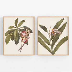 Set of Two Pink Tropical Flower Art Prints /  Botanical / Flower Art / Botanical Art / Tropical Art / Ginger Flower Art / Hawaiiana