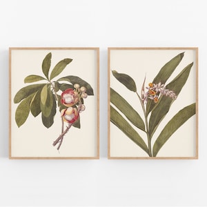 Set of Two Pink Tropical Flower Art Prints / Vintage Botanical / Flower Art / Botanical Art / Tropical Art / Ginger Flower Art / Hawaiiana