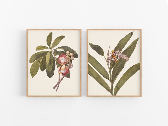 Set of Two Pink Tropical Flower Art Prints /  Botanical / Flower Art / Botanical Art / Tropical Art / Ginger Flower Art / Hawaiiana