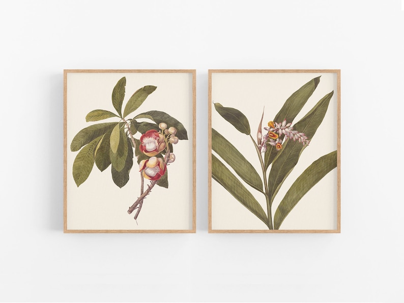 Rosa Hawaiiana, Tropiska Blommor Konsttryck - Set om två bild 1