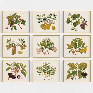 Tropical Sumatra Flower and Fruit Art Prints - Set of Nine / Flower Art / Botanical Art / Tropical Art / East Indian Company Art