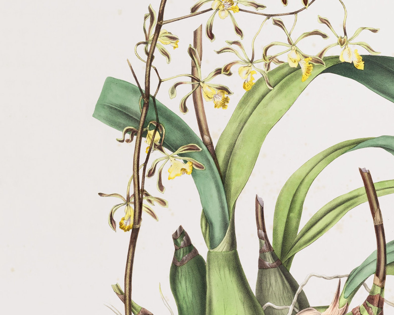 Set of Four Orchid Flower Botanical Prints / Vintage Print / | Etsy