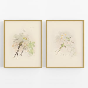 Set von zwei Aquarell Kolibri Skizze Art Prints / Vogel Kunst / Vogel Kunst / Vogel Druck / Botanische Kunst / Wand-Dekor / Kinderzimmer-Kunst