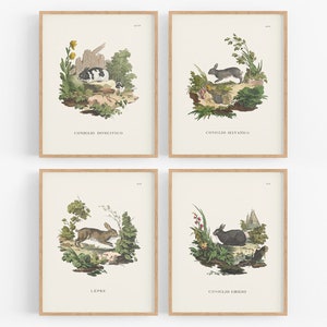 Bunny Woodland Storybook, Kinderzimmer Dekor Kunstdrucke - 4er Set