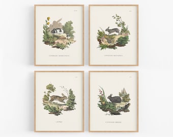 Bunny Woodland Storybook, Nursery Decor Art Prints - Set of Four