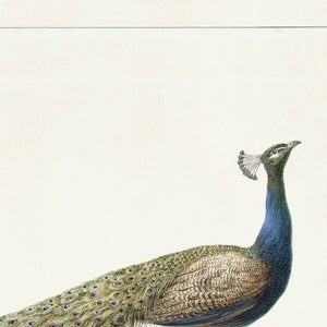 Arte em aquarela de pavão / arte / arte botânica / impressão artística / arte de pássaro / arte de pavão / impressão de arte de pássaro / decoração de parede / arte imagem 3