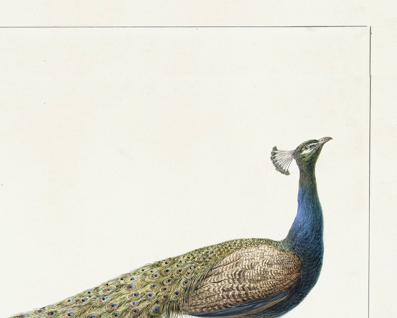 Arte em aquarela de pavão / arte / arte botânica / impressão artística / arte de pássaro / arte de pavão / impressão de arte de pássaro / decoração de parede / arte imagem 3