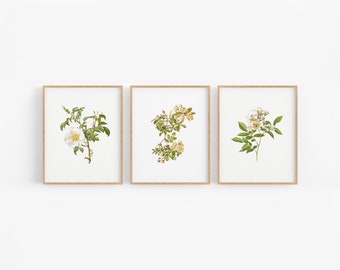 Set of Three Cream Rose Flower Botanical Art Prints / Vintage Print / Botanical Print / Rose Art / Flower Art / Wall Decor / Botanical Art