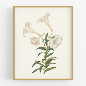 Creme Lilien Blumen Kunstdruck #2