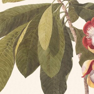 Rosa Hawaiiana, Tropiska Blommor Konsttryck - Set om två bild 4