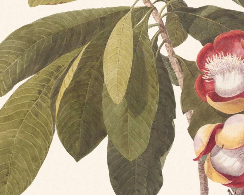 Rosa Hawaiiana, Tropiska Blommor Konsttryck - Set om två bild 4