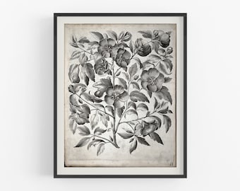 Black and white vintage botanical art / vintage print / botanical print / art print / flower art / wall decor / vintage art / engraving