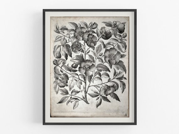 Vintage Botanical Illustration Black And White Amazon.com: 4 Pieces