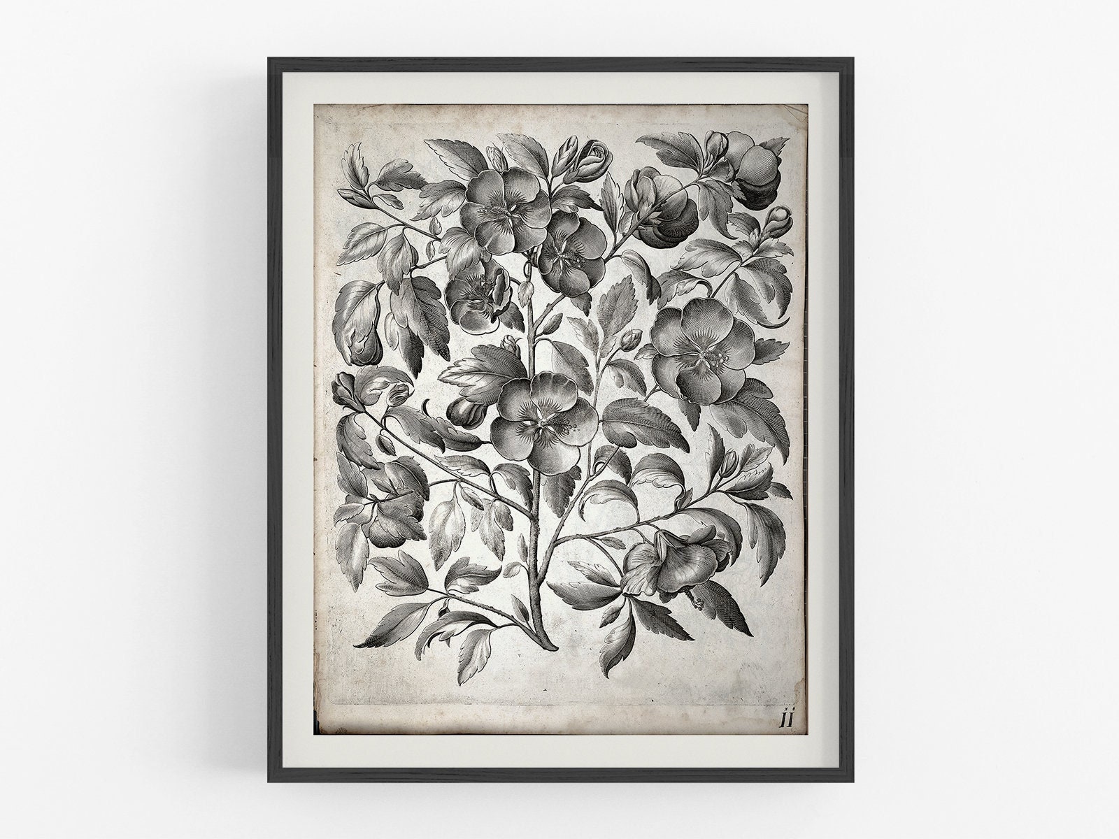 black-and-white-vintage-botanical-art-vintage-print-botanical-print-art-print-flower-art-wall-decor-vintage-art-engraving-etsy