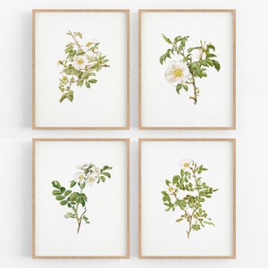 White Rose Flower Botanical Art Prints - Set of Four