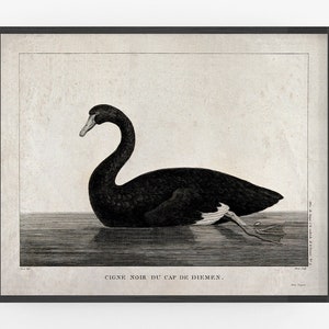 Black Swan Drawing Art Print