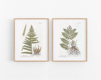 Set of Two Fern Botanical Art Prints / Botanical Art / Vintage Botanical / Flower Prints / Flower Art / Wall Decor / Fern Art / Botanical