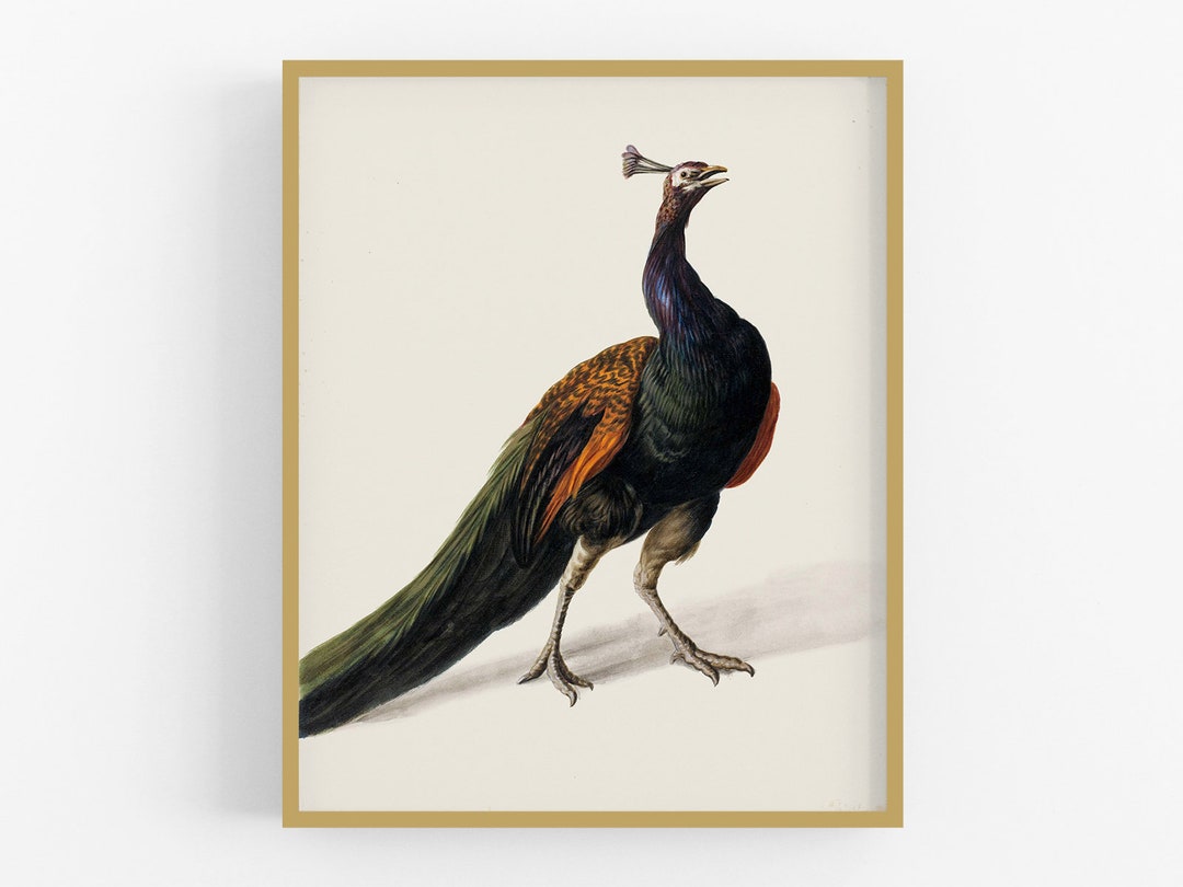 Peacock Drawing Art Print / Vintage Art / Peacock Art / Bird Art - Etsy