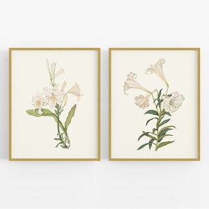 Set of Two Cream Lily Flower Botanical Art Print2 /  Flower Art / Botanical Art / Lily Art / Flower Art / Nursery Art