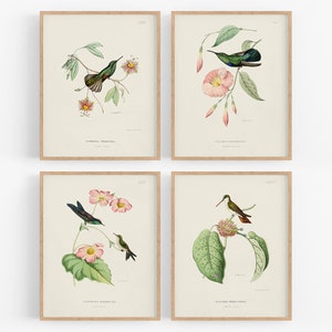 Hummingbird Baby Nursery Decor Art Prints - Set of Four