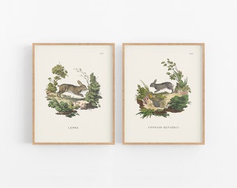 Bunny Woodland Storybook Baby Nursery Art Prints, Set #1 - Set of Two
