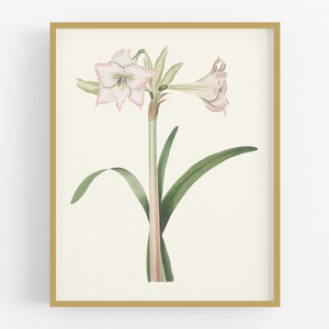 Cream Amaryllis Flower Botanical Art Print #2