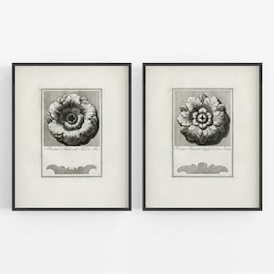 Italian Architectural Ornament Drawings Art Print Set