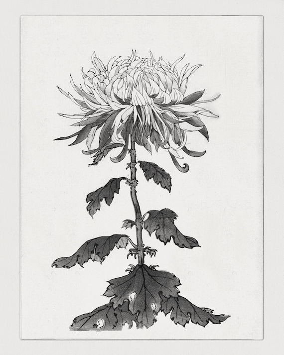 Japanese B&W Chrysanthemum Flower Woodcut Art Print - Etsy