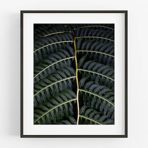 May include: A close-up photograph of a fern frond with dark green leaves and a single yellow vein running down the centre.