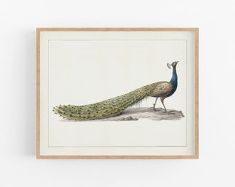 peacock watercolor art /  art / botanical art / art print / bird art / peacock art / bird art print / wall decor / art
