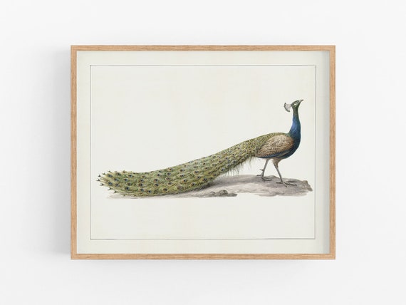 peacock watercolor art /  art / botanical art / art print / bird art / peacock art / bird art print / wall decor / art