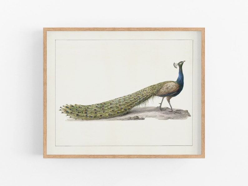 Pode incluir: Uma impress&atilde;o emoldurada de uma pintura em aquarela de um pav&atilde;o com suas penas da cauda abertas. O pav&atilde;o est&aacute; em p&eacute; em uma rocha com um fundo branco.