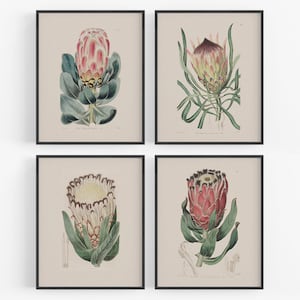 Tropical Pink Protea Flower Botanical Hawaiiana Art Prints - Set of Four